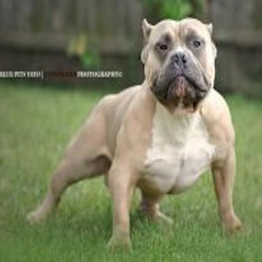 Premium Pits Alize Of Pachucos Kennels Pit Bull.jpg